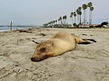 The reason sea lions are suddenly dying in huge numbers along beloved California coastline