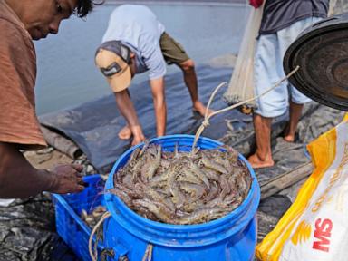 Takeaways from AP’s report on how shrimp farmers are exploited as supermarkets push for low prices