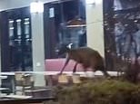 Wild moment a kangaroo is seen bouncing around in KFC