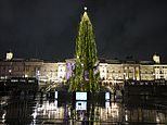 Serious Christmas tree envy hits London as Trafalgar Square’s spruce is branded a ‘wonky corn on the cob’ compared to New York’s Rockefeller giant (but at least it’s not as bad as one European city’s offering)