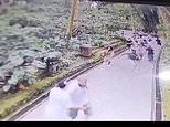 Horror moment two tourists are killed in Bali’s Monkey Forest by a falling tree