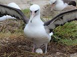 World’s oldest bird ‘Wisdom’ lays egg at the grand age of 74