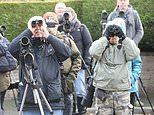 Birdwatchers flock to sleepy Yorkshire cul-de-sac to glimpse rare scarlet tanager blown off course by strong hurricane winds