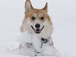 Snow way! Digby the dog makes the most of the wintry weather