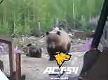 Horrifying moment laughing construction worker films bear charging towards him… before the animal kills three men and leaves two others critically wounded