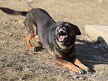 Young man suffers ‘serious’ bite from ‘big, ugly, vicious, brown dog’ on the Yorke Peninsula