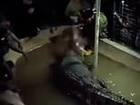 Horrifying moment ‘tame’ crocodile snatches grandfather in its jaws and drags him into the water at theme park