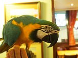 Foul-mouthed pub parrot is ruffling the feathers of locals after picking up their bad language