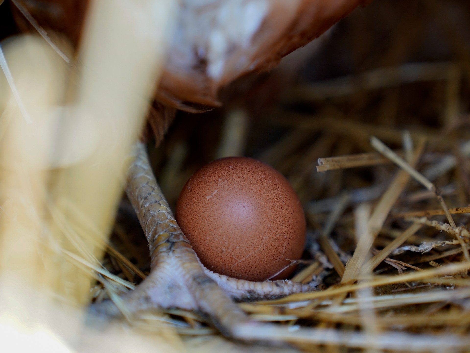 Is US egg shortage Biden’s fault, as Trump spokesperson claims?