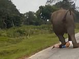 Moment tourist is chased and trampled by charging elephant ‘after trying to take a selfie’