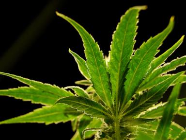 A drug made from marijuana reduced back pain in a large study