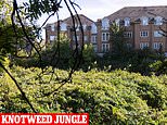 Britain’s biggest knotweed jungle: Explosion of destructive weed stretches THREE MILES along river bank as families warned it could leave their homes unsellable