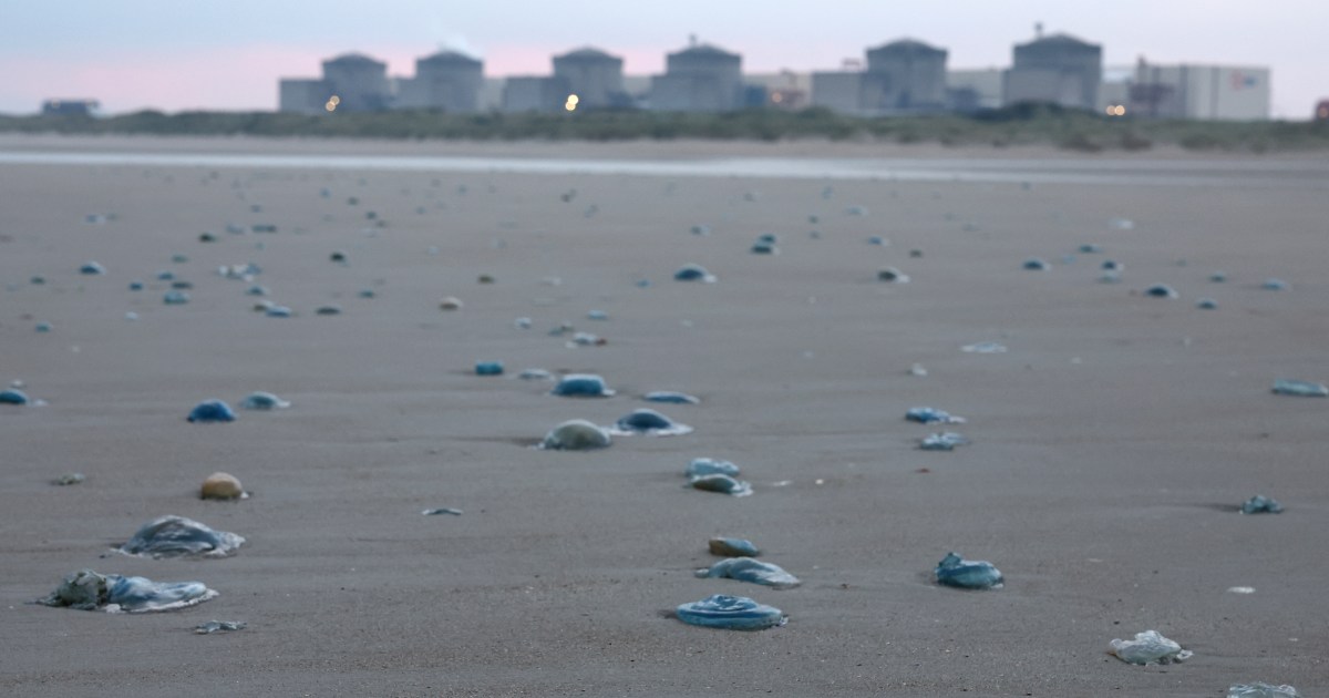 Swarm of jellyfish forces shutdown at French nuclear power plant