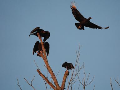 Black vultures attack and kill cattle. Climate change is one reason they’re spreading