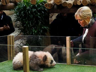 French first lady Brigitte Macron visits an old friend in China: A giant panda called Yuan Meng