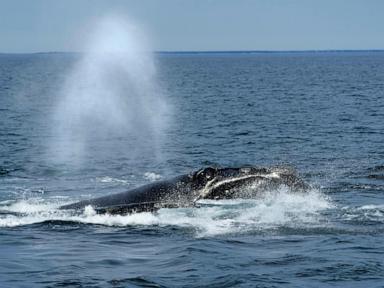 US ocean regulator faces criticism over changes to right whale protection rule