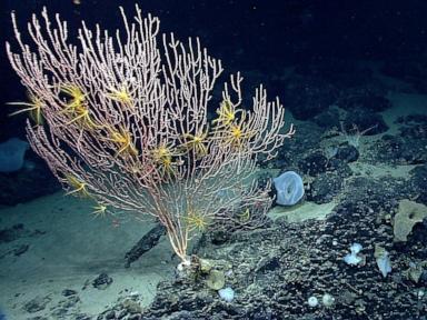 Trump ends Obama-era restrictions on commercial fishing in protected area