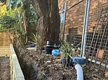 Wild legal battle breaks out over a tree in one of Australia’s wealthiest suburbs as couple fight to save their $3million home from damage