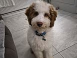 A furry-tail ending: The incredible recovery of 250 poodles left to die in their own filth (but Stevie and Sandy still need new homes)