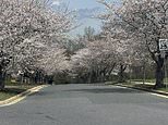 Quaint suburb in Maryland is rocked after their beloved cherry blossom trees were abruptly cut down overnight