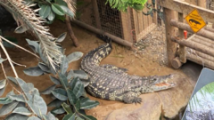 Family of boy attacked by crocodile thank zoo staff who rescued him