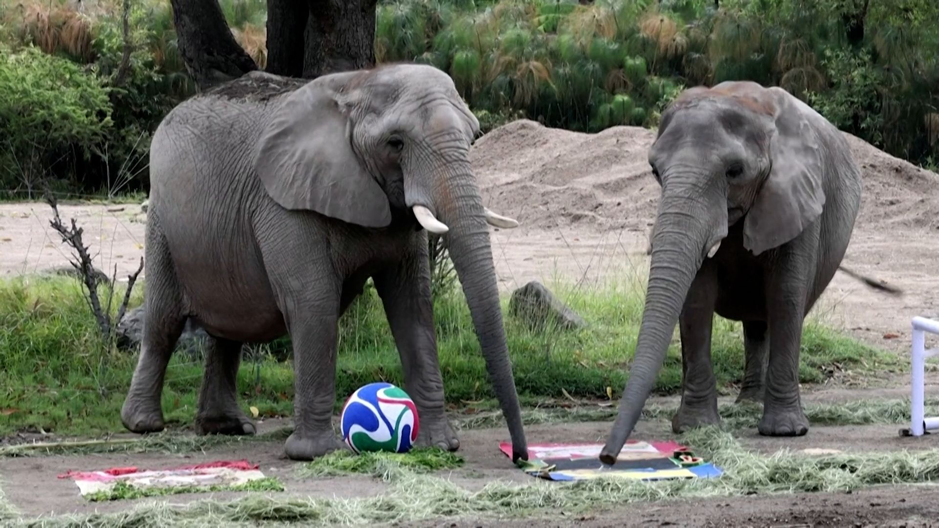 Mexico zoo animals predict World Cup winners