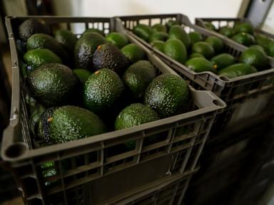 Why Mexican avocado exports to the US have once again been stopped
