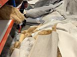 Chaos in the aisles as ‘real life Temu’ store launches in Brisbane on the site of a former Bunnings